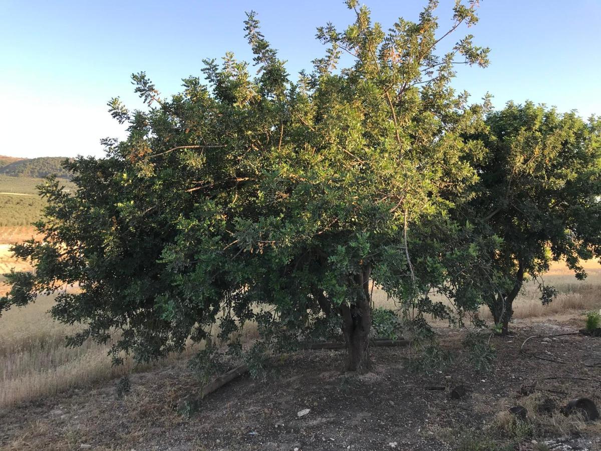הוילה פואנטה דה פיידרה Cortijo Vista Alegre מראה חיצוני תמונה